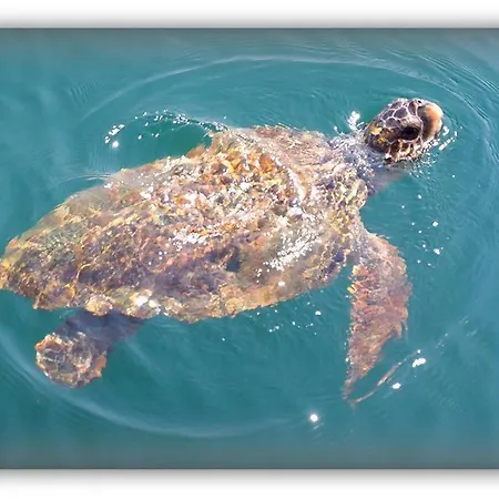 מלון Pelagos Bay Hotel Kefalonia Island